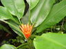Musa coccinea - Red Flowering Banana