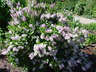 Syringa pubescens ssp. patula 'Miss Kim' - Manchurian Lilac