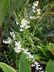 Dendrobium grex Jaq-Hawaii