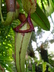 Nepenthes alata - Winged Nepenthes Pitcher Plant
