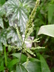 Setaria palmifolia 'Variegata' - Variegated Palm Grass Malaysian Palm Grass