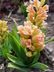 Hyacinthus orientalis 'Gipsy Queen' - Hyacinth