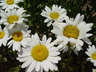 Leucanthemum x superbum 'Becky' - Shasta Daisy