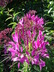 Cleome 'Inncleosr' [sold as Senorita Rosalita (R)] - Cleome