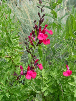 Salvia greggii 'Wild Thing'