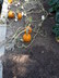 Cucurbita pepo 'Small Sugar' - Pumpkin
