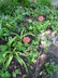 Scadoxus multiflorus - African Blood Lily