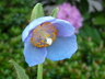 Meconopsis 'Lingholm' - Blue Poppy