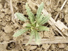Mentzelia albicaulis - Whitestem Blazingstar