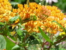 Asclepias tuberosa - Butterfly Weed Butterfly Milkweed