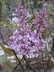 Syringa oblata - Early Lilac