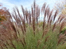 Miscanthus sinensis 'Morning Light' - Silver Grass Maiden Grass Eulalia