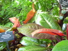 Philodendron 'Prince of Orange' - Philodendron