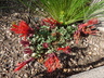 Monardella macrantha - Hummingbird Coyote Mint Red Monardella