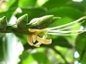 Alcantarea brasiliana