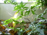 Schefflera actinophylla 'Nova' - Umbrella Tree