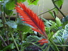Aphelandra tetragona - Red Aphelandra
