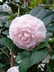 Camellia japonica 'Nuccio’s Pearl' - Camellia