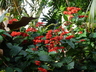 Clerodendrum x speciosum - Java Glory Bean Pagoda Flower Glorybower