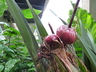 Crinum asiaticum - Grand Crinum Poison Bulb Spider Lily