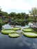 Victoria amazonica - Amazon Water-Lily Giant Water-Lily Water-Platter Royal Water-Lily Victoria-Lily Water Maize