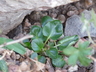 Campanula betulifolia - Birch Leaved Bellflower
