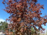 Sorbus aucuparia - Mountain Ash Rowan European Mountain Ash