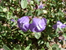 Scutellaria resinosa - Sticky Scullcap Prairie Scullcap