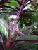 Cordyline fruticosa 'Lita' - Ti Plant