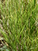 Muhlenbergia cuspidata - Plains Muhly