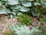 Saxifraga cartilaginea
