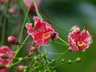 Caesalpinia pulcherrima 'Compton' - Paradise Flower Dwarf Poinciana