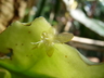 Rhipsalis crispata