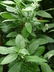 Psychotria kirkii - Nodule-Leaved Bird Berry