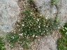 Rhodanthemum sp.