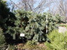 Pinus strobiformis 'Coronado' - Southwestern White Pine