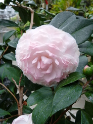 Camellia japonica 'Nuccio's Pearl'