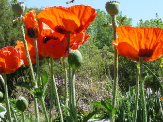 Papaver bracteatum