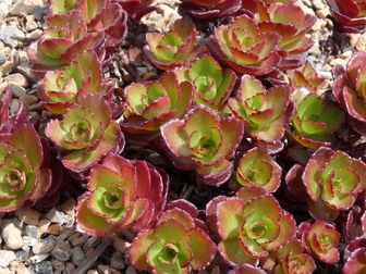 Sedum spurium 'Fuldaglut' [sold as Blaze Of Fulda]