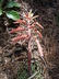 Aloe aristata - Torch Plant Lace Aloe