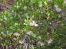 Arctostaphylos patula - Green-Leaf Manzanita