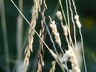 Bouteloua curtipendula - Sideoats Grama Tall Grama Grass