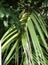 Butia capitata - Jelly Palm Pindo Palm