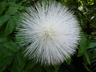 Calliandra haematocephala 'Alba' - White Powderpuff