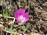 Callirhoe involucrata - Poppy Mallow Winecups Purple Poppy Mallow