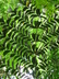 Caryota mitis - Fishtail Palm Clustered Fishtail Palm Burmese Fishtail Palm