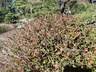 Chaenomeles japonica - Japanese Flowering Quince Japanese-Quince Maule's Quince