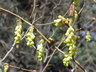 Corylopsis sinensis - Winter Hazel