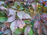 Parthenocissus quinquefolia - Virginia Creeper Woodbine American Ivy