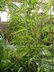 Phyllostachys nigra - Black Bamboo